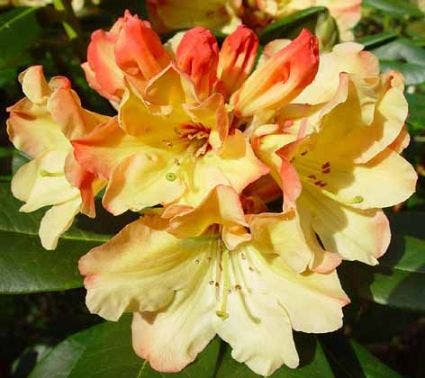  Rhododendron (Rhododendron 'Nancy Evans')