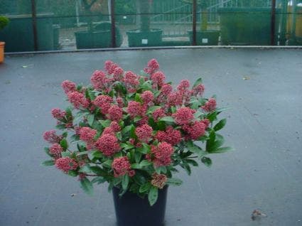  Skimmia (Skimmia Japonica 'Rubella')