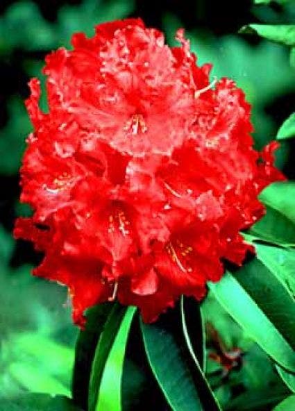  Rhododendron (Rhododendron 'Markeeta's Prize')