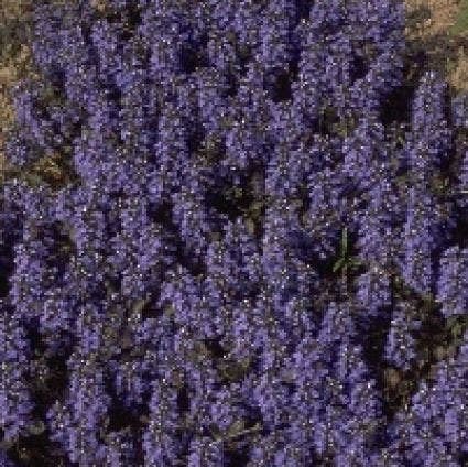  Zenegroen (Ajuga Reptans 'Atropurpurea')