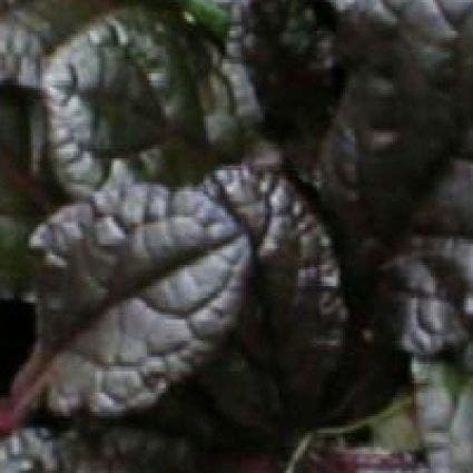 Zenegroen (Ajuga Reptans 'Braunherz')