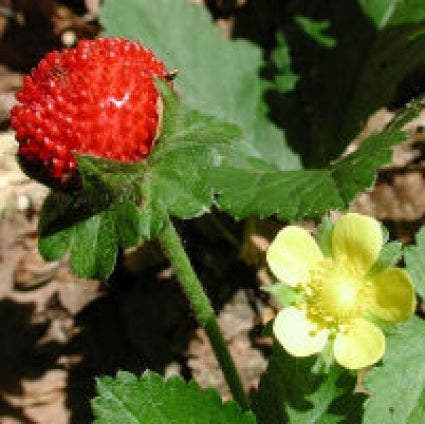  Sieraardbei (Duchesnea Indica)