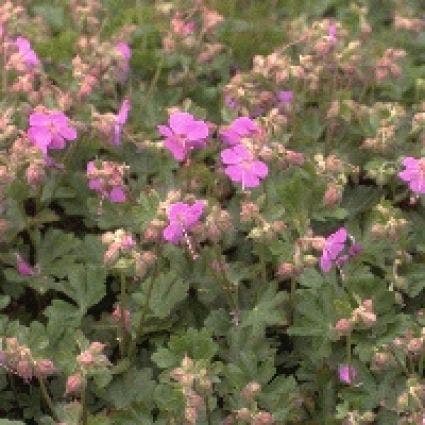 Ooievaarsbek (Geranium Cantabrigiense 'Karmina')