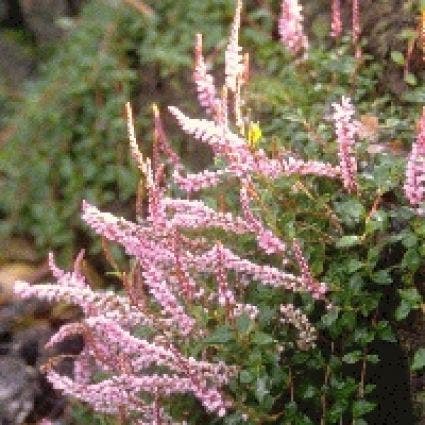  Duizendknoop (Persicaria Vacciniifolia)