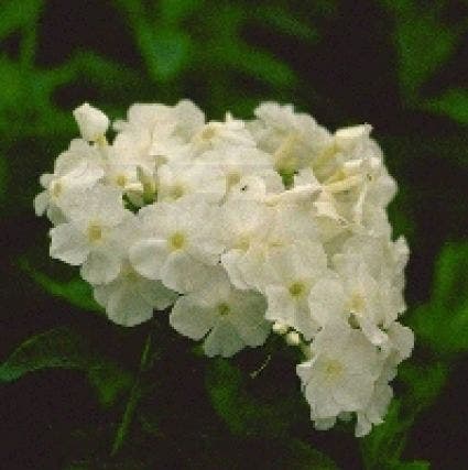  Vlambloem (Phlox Paniculata 'White Admiral')