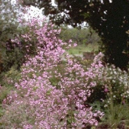  Chinese Ruit (Thalictrum Delavayi) BIO