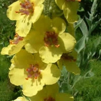  Toorts (Verbascum Bombyciferum)