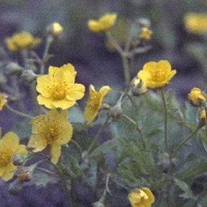  Waldsteinia (Waldsteinia Ternata)