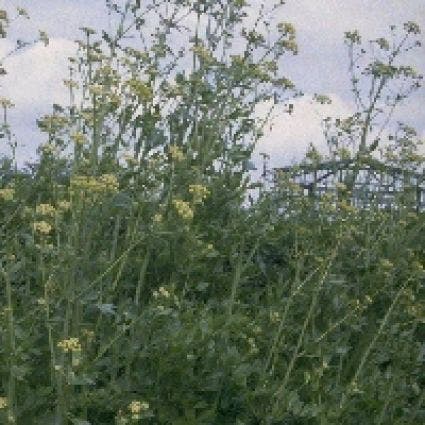  Maggiplant (Levisticum Officinale) BIO