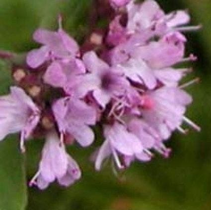  Wilde Marjolein (Origanum Vulgare)