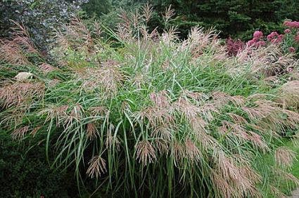  Chinees Riet, Sierriet (Miscanthus Sinensis 'Kleine Fontaine')