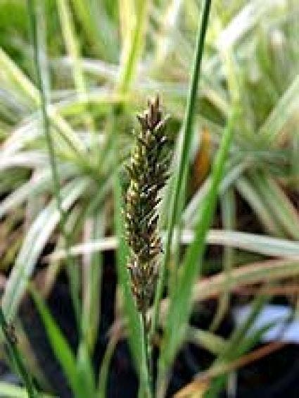 Pijpestrootje (Molinia Caerulea 'Moorhexe')