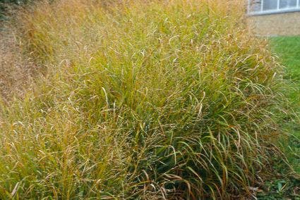  Vingergras (Panicum Virgatum 'Strictum')