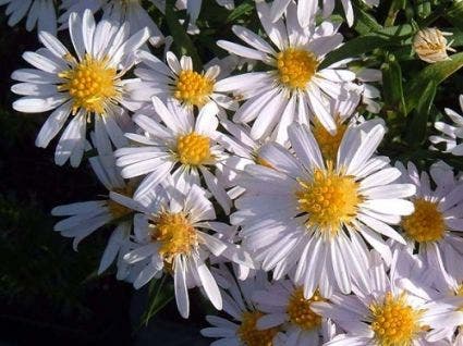  Aster (Aster 'Apollo')