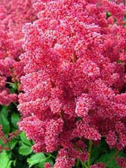  Spirea (Astilbe 'Glut')