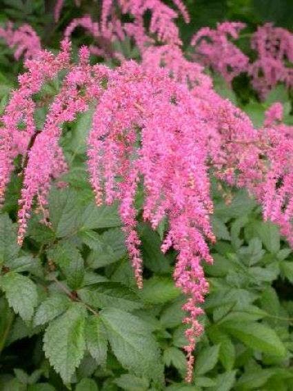  Spirea (Astilbe 'Straussenfeder')