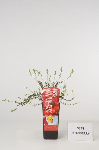  Veenbes (Vaccinium Macrocarpon Cranberry)