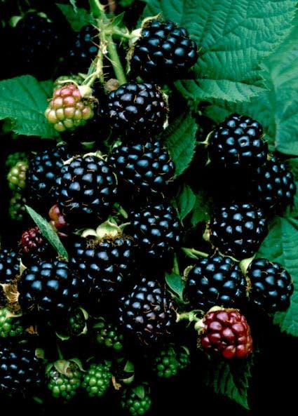 Braam (Rubus Fruticosa 'Himalaya')