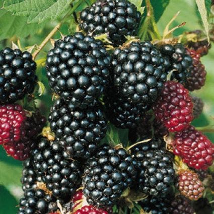  Braam (Rubus Fruticosa 'Thornless Evergreen')