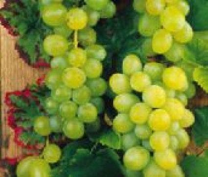  Witte Druif (Vitis 'Vroege Van Der Laan')