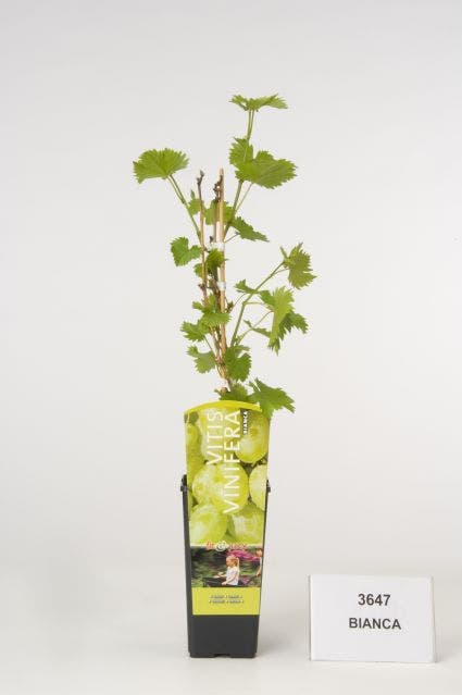  Witte Druif (Vitis 'Vroege Van Der Laan')