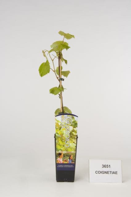  Sierdruif (Vitis Coignetiae)