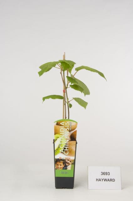  Kiwi (Actinidia Deliciosa 'Hayward')