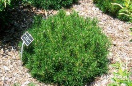  Pinus (Pinus Mugo Var. Pumilio)