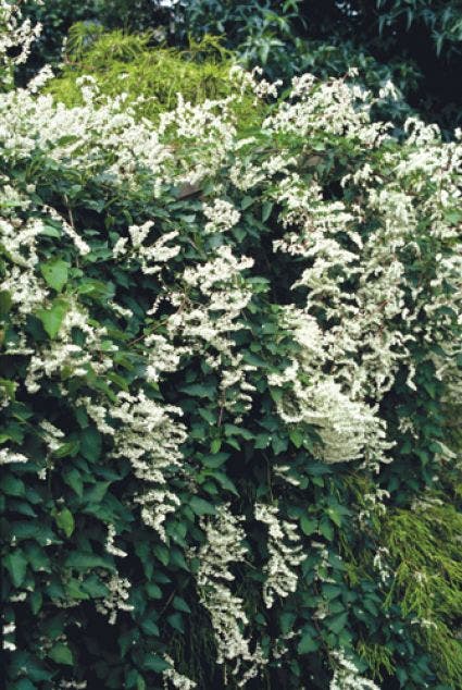  Bruidssluier (Fallopia Aubertii)
