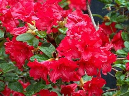  Azalea (Rhododendron 'Mollis' Rood)