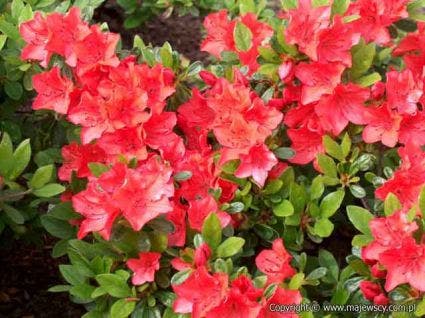  Japanse Azalea (Rhododendron 'Geisha Red')