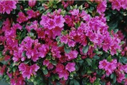  Japanse Azalea (Rhododendron 'Geisha Purple')