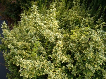  Kardinaalsmuts (Euonymus Fortunei 'Emerald 'n Gold')