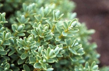  Veronica (Hebe Pinguifolia 'Pagei')