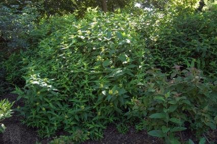  Diervilla Sessilifolia (Diervilla Sessilifolia 'Butterfly')