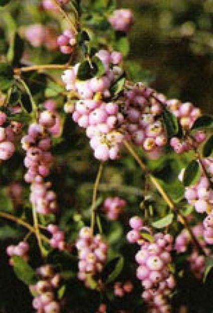  Sneeuwbes (Symphoricarpos Doorenbosii 'Magic Berry')
