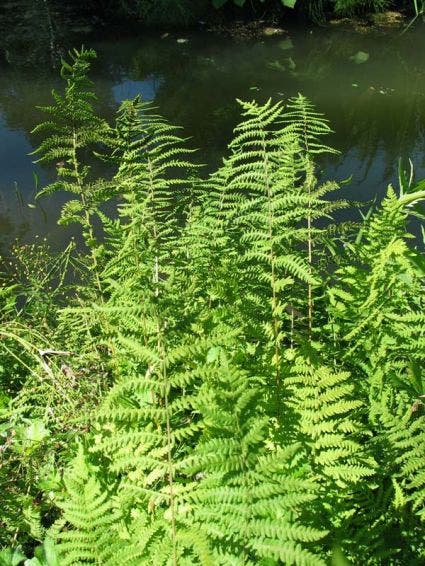  Moerasvaren (Thelypteris Palustris)