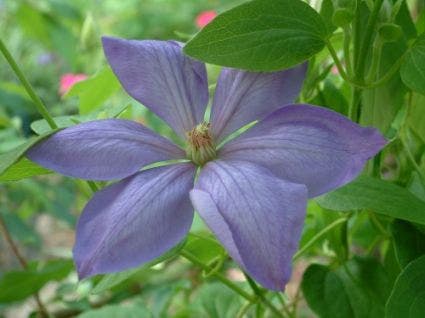  Bosrank (Clematis 'Mrs Cholmondeley')