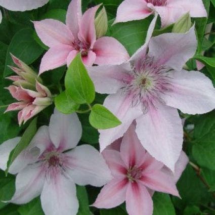  Bosrank (Clematis 'John Paul II')