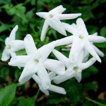  Jasmijn (Jasminum Polyanthum)