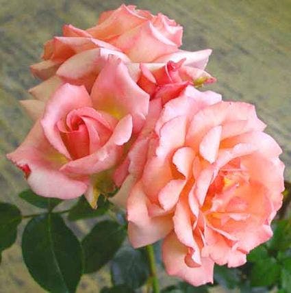  Klimroos (Rosa 'Compassion')
