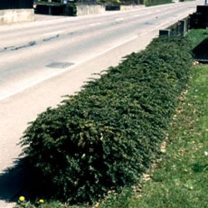  Zuurbes (Berberis Frikartii 'Amstelveen')