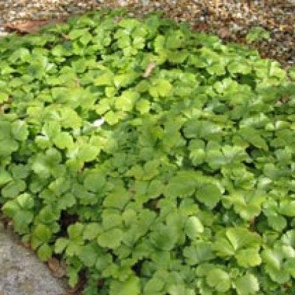  Waldsteinia (Waldsteinia Ternata)