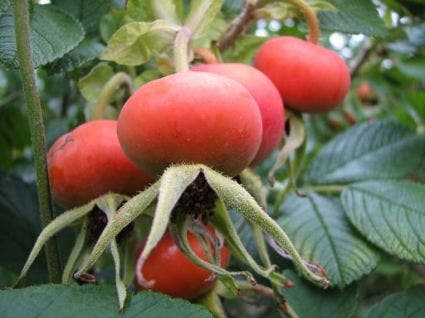  Rimpelroos (Rosa Rugosa 'Alba')