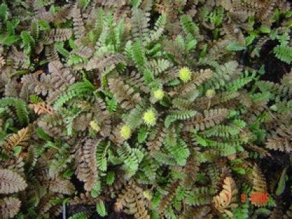  Koperknoopje (Leptinella Potentillina)