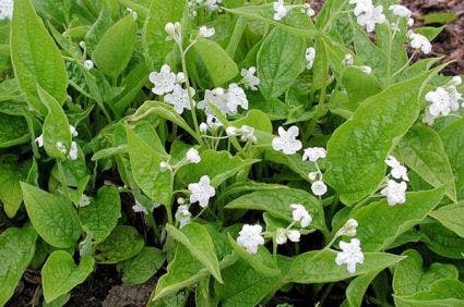  Amerikaans-vergeet-mij-nietje (Omphalodes Verna 'Alba')