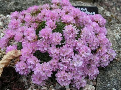  Engels Gras (Armeria Juniperifolia 'New Sealand Form')