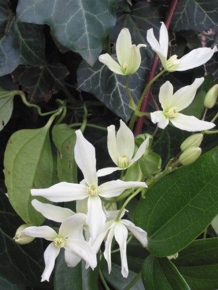  Bosrank, Groenblijvend (Clematis Armandii)