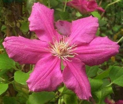  Bosrank (Clematis 'Ernest Markham')