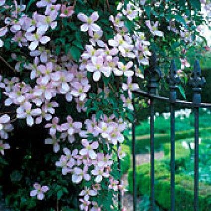  Bosrank (Clematis Montana 'Rubens')